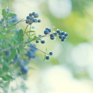 Sloe tree with berries, Prunus spinosa, details Sloe tree with berries, Prunus spinosa, details